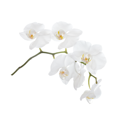Orchidee